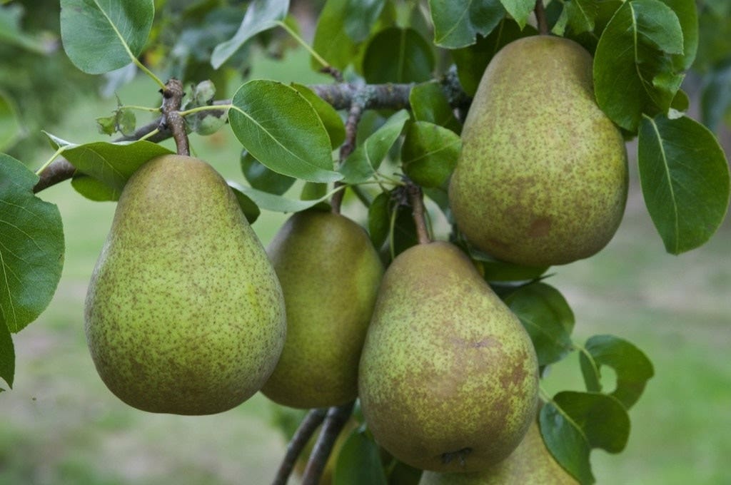 Lei-Peer (Pyrus communis 'Beurre Hardy')