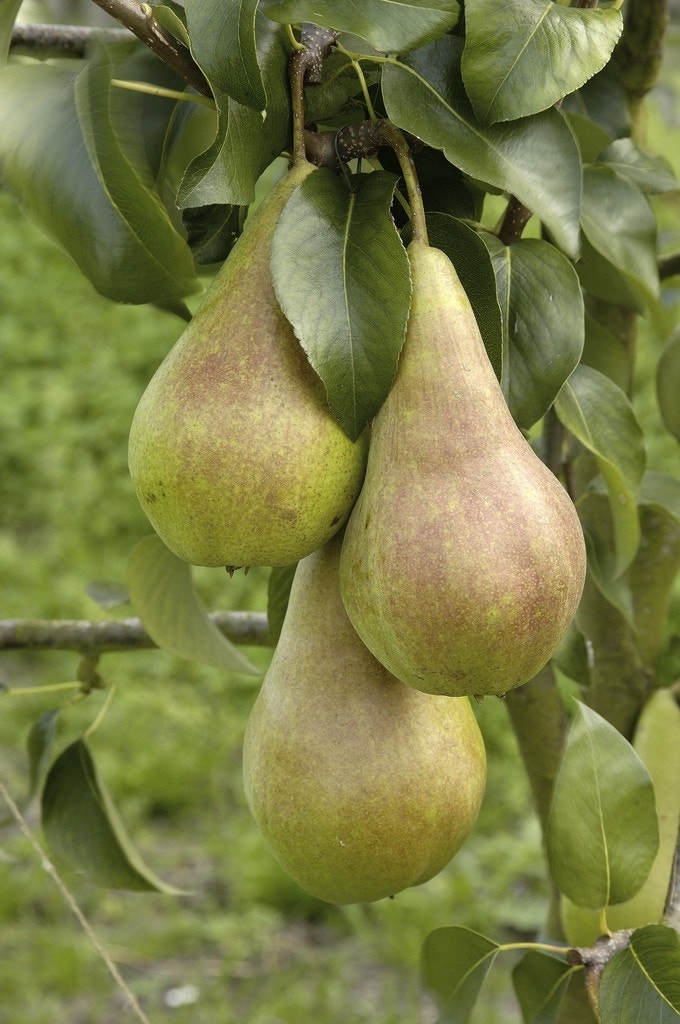 Perenboom (Pyrus communis 'Concorde')