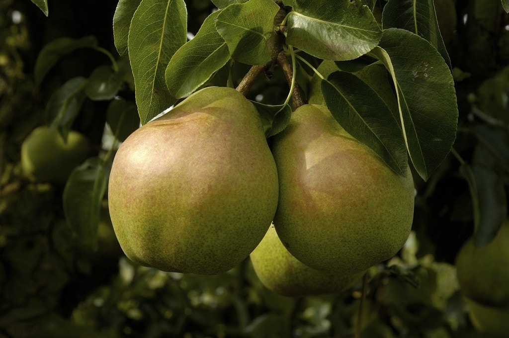 Perenboom (Pyrus communis 'Doyenne du Comice')