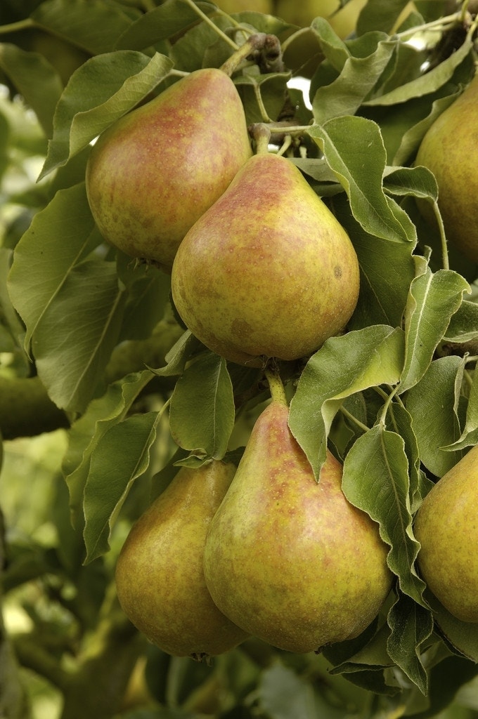 Perenboom (Pyrus communis 'Gieser Wildeman')