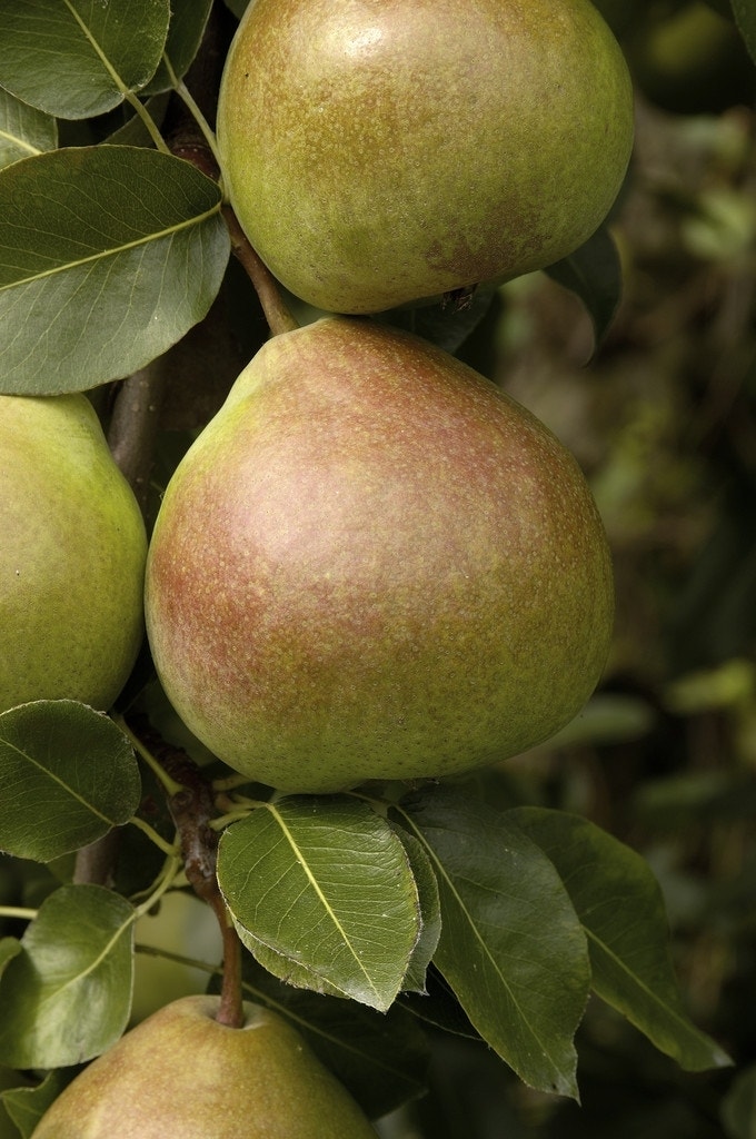 Perenboom (Pyrus communis 'Saint Remy')