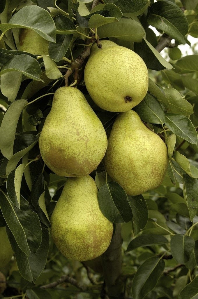 Lei-Peer (Pyrus communis 'Triomph de Vienne')