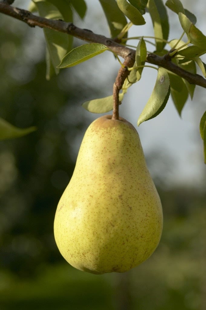 Lei-Peer (Pyrus communis 'Williams')