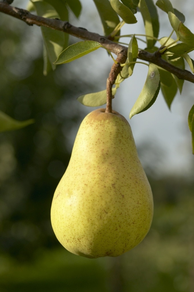 Perenboom (Pyrus communis 'Williams')