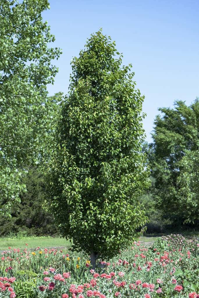 Chinese sierpeer (Pyrus calleryana 'Chanticleer')