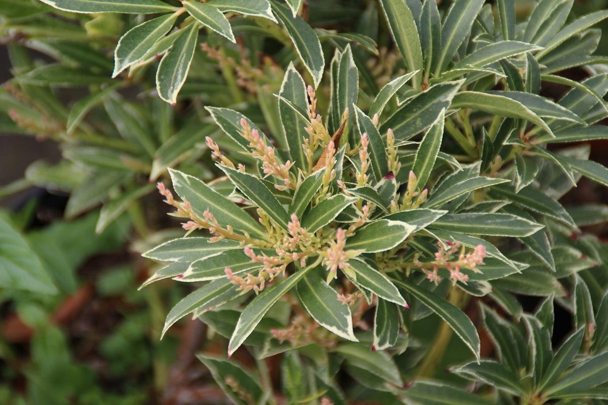 Rotsheide (Pieris japonica 'Variegata')