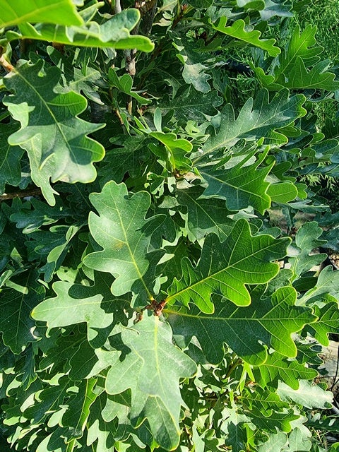 Zuileik (Quercus x bimundorum 'Crimson Spire')