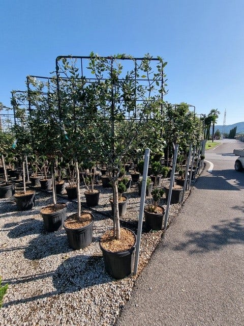 Steeneik leirek op halfstam (Quercus ilex)