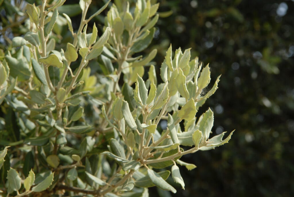 Steeneik als struik (Quercus ilex)