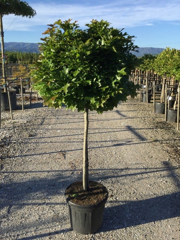 Moeraseik als halfstam (Quercus palustris 'Green Dwarf')