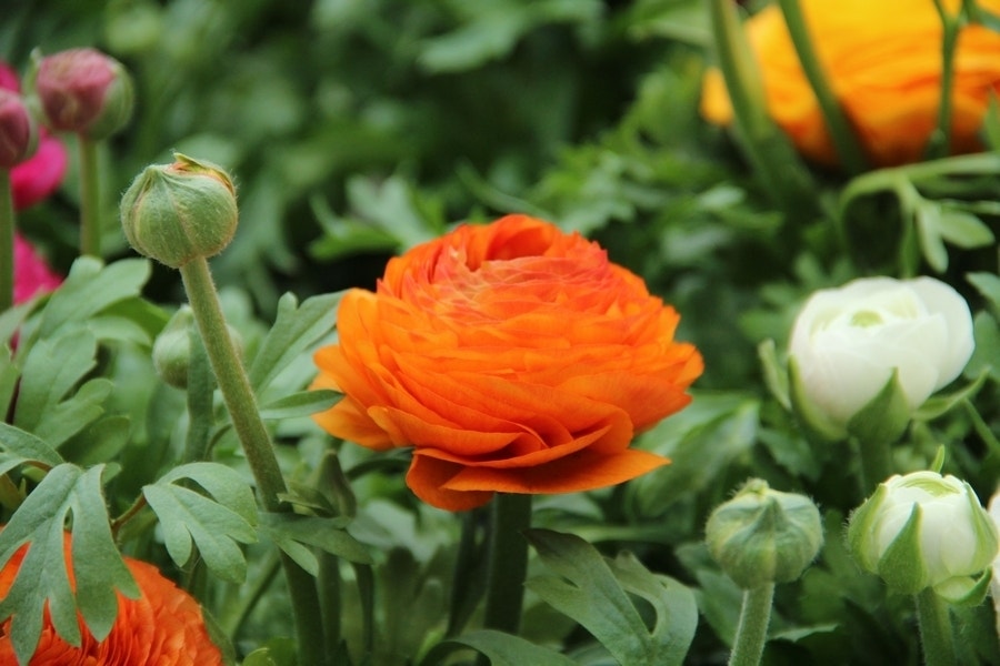 Ranonkel (Ranunculus asiaticus 'Aviv' oranje)