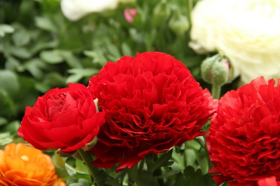 Ranonkel (Ranunculus asiaticus 'Aviv' rood)