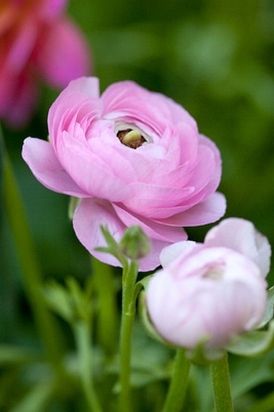 Ranonkel (Ranunculus asiaticus 'Aviv' roze)