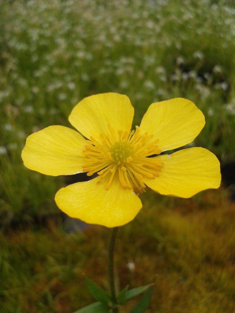 Grote Boterbloem (Ranunculus lingua)