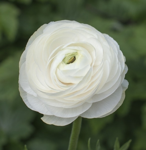 Ranonkel (Ranunculus asiaticus 'Aviv' wit)