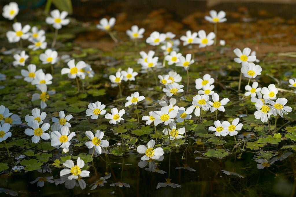 Waterranonkel (Ranunculus aquatilis)