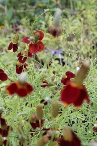 Mexicaanse zonnehoed (Ratibida columnifera pulcherrima)