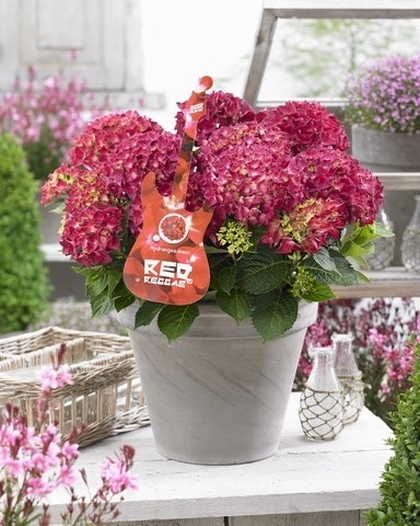 Hortensia Red Reggae (Hydrangea 'Music Collection')