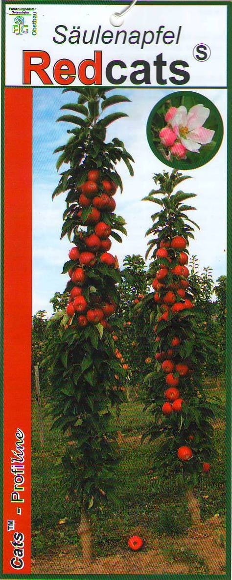 Zuilfruit (Malus domestica 'Redcats')