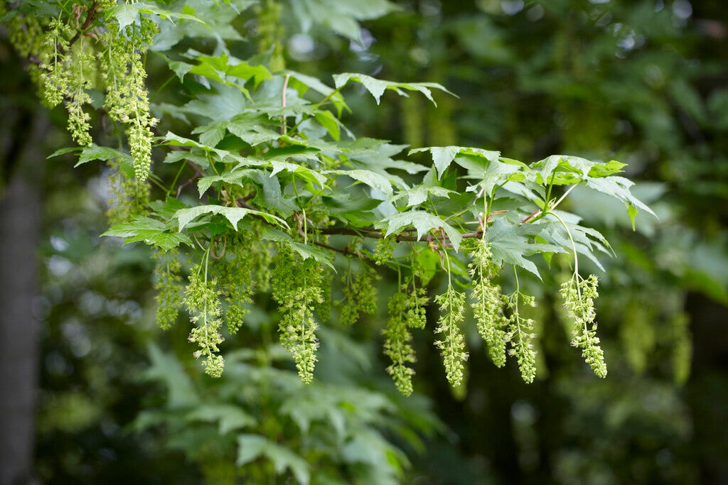 Gewone Esdoorn, bosplantsoen (Acer pseudoplatanus)