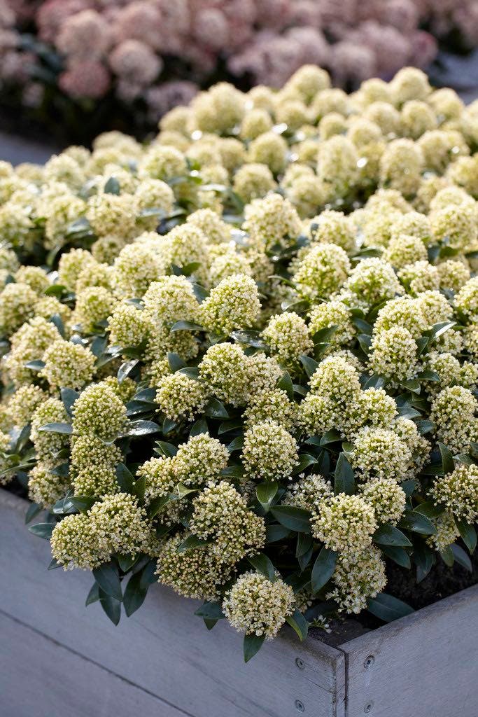 Skimmia (Skimmia japonica 'White Dwarf')