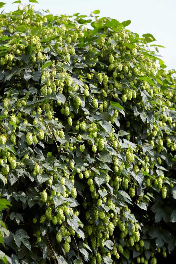 Hop (Humulus lupulus 'Cascade')