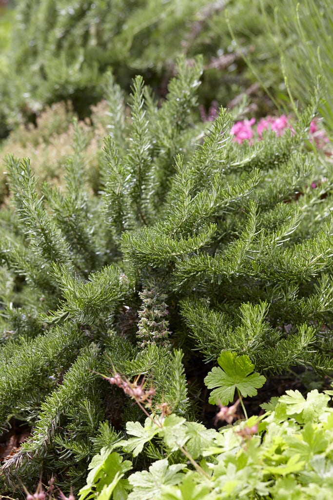 Rozemarijn (Rosmarinus officinalis 'Prostratus')