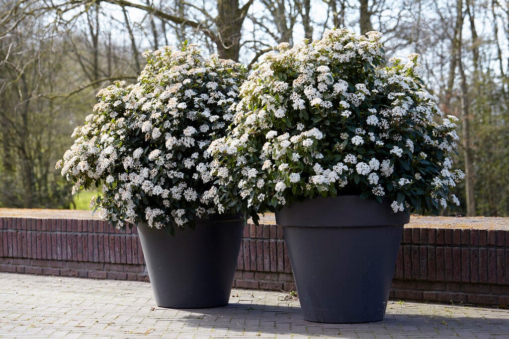 Sneeuwbal als bolvorm (Viburnum tinus 'Eve Price')