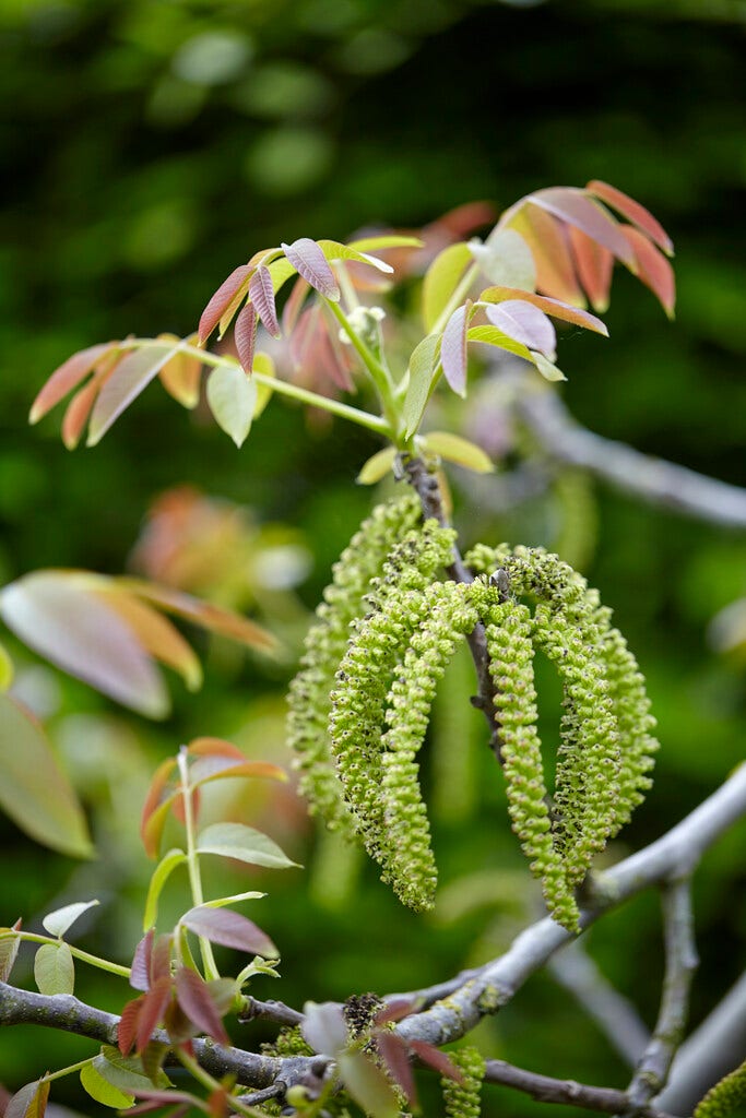 Grote Walnoot (Juglans regia)