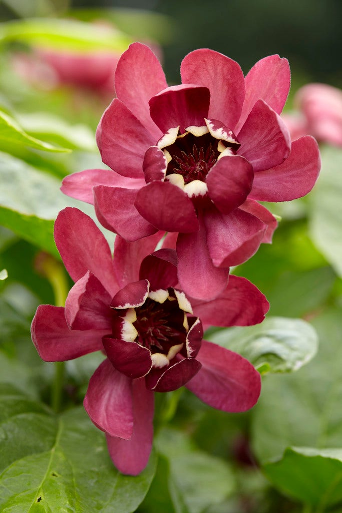 Specerijstruik (Calycanthus 'Aphrodite')