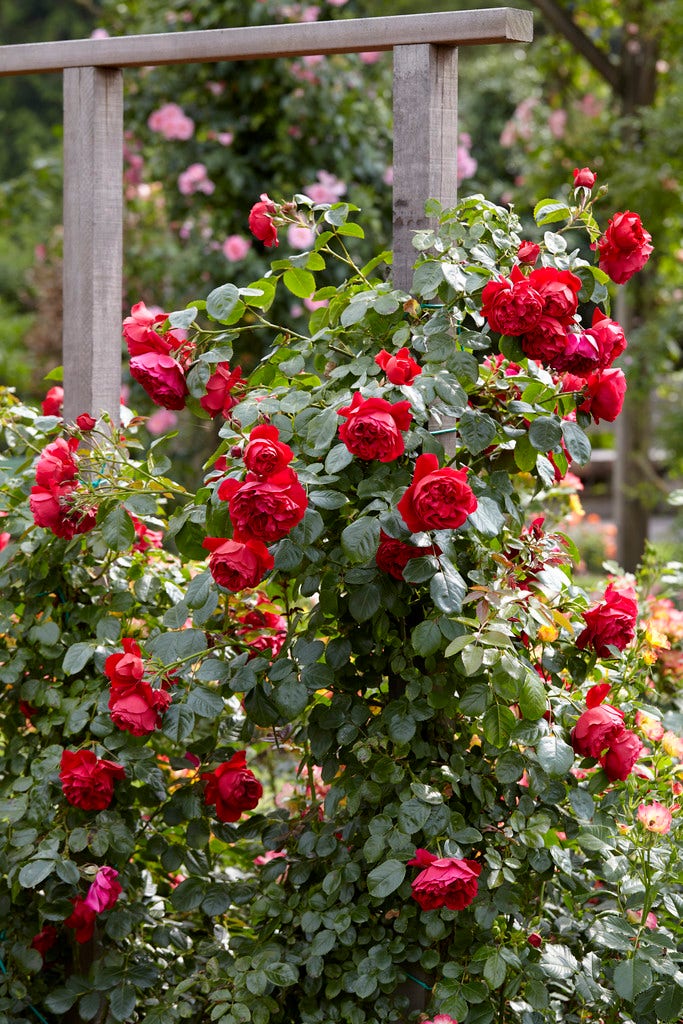 Roos (Rosa 'Florentina')