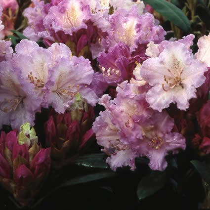 Dwergrhododendron (Rhododendron 'Caroline Allbrook')