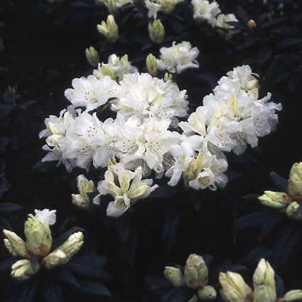 Dwergrhododendron (Rhododendron 'Dora Amateis')