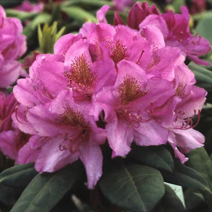 Rhododendron (Rhododendron 'Delta')