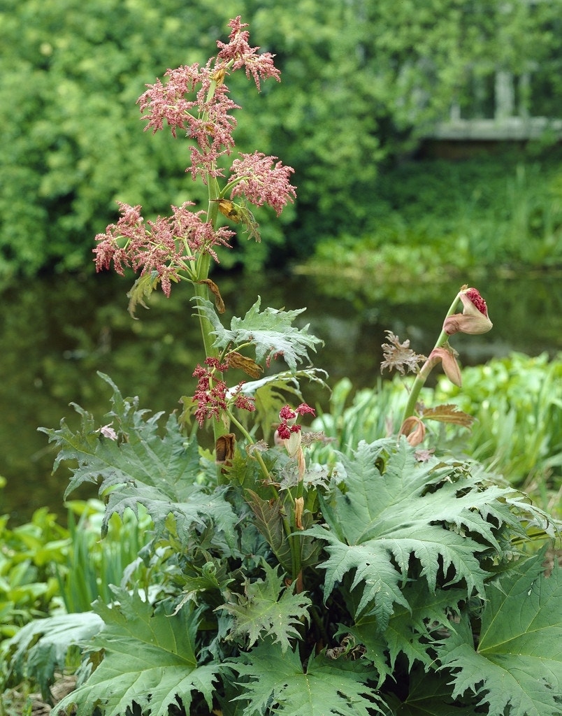 Sierrabarber/Russische rabarber (Rheum palmatum tanguticum)