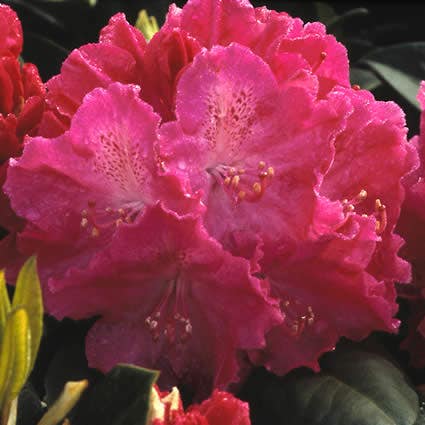 Rhododendron (Rhododendron 'Germania')