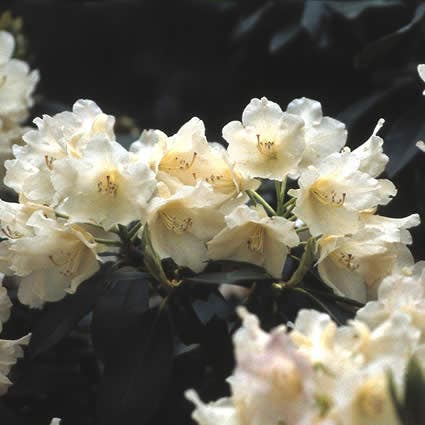 Dwergrhododendron (Rhododendron 'Golden Torch')