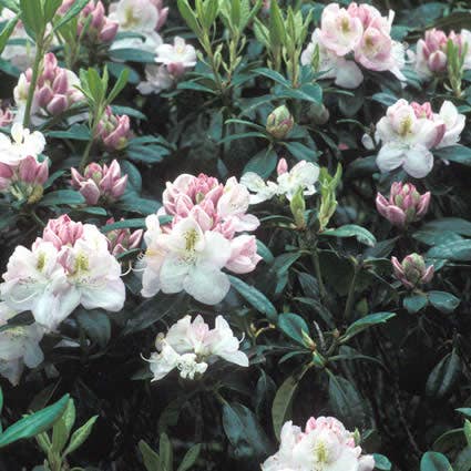 Rhododendron (Rhododendron 'Gomer Waterer')