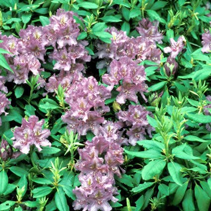 Rhododendron (Rhododendron 'Lee's Dark Purple')