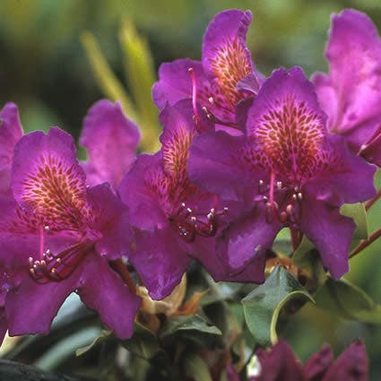 Rhododendron (Rhododendron 'Marcel Menard')