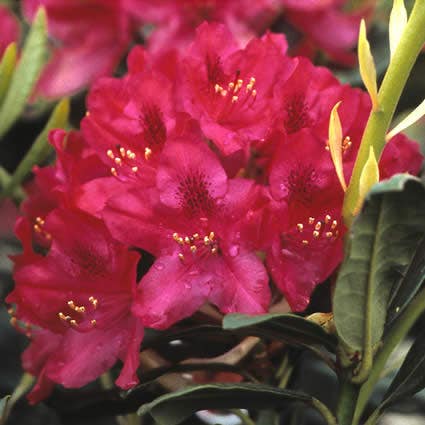 Rhododendron (Rhododendron 'Nova Zembla')