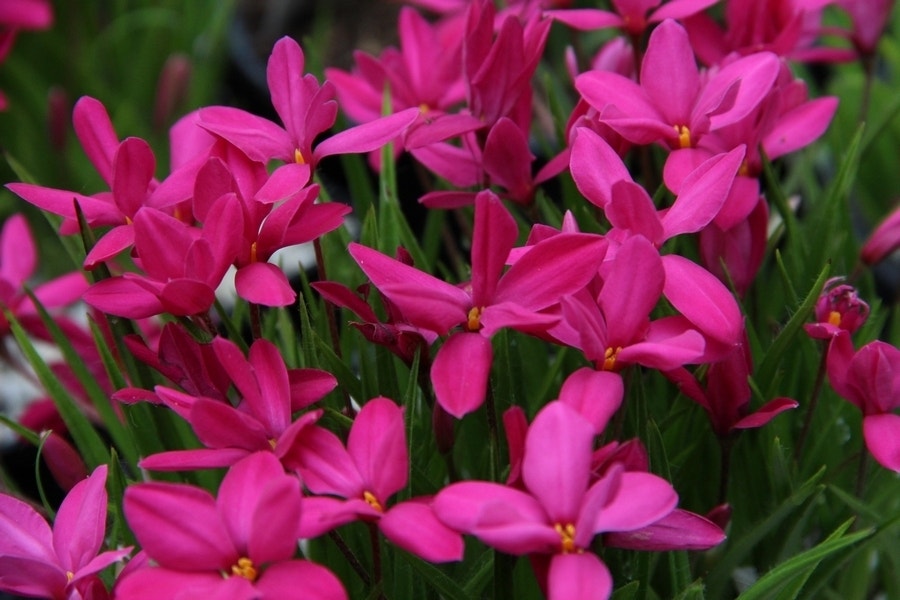 Sterretjesgras (Rhodoxis 'Mrs. Betsy')