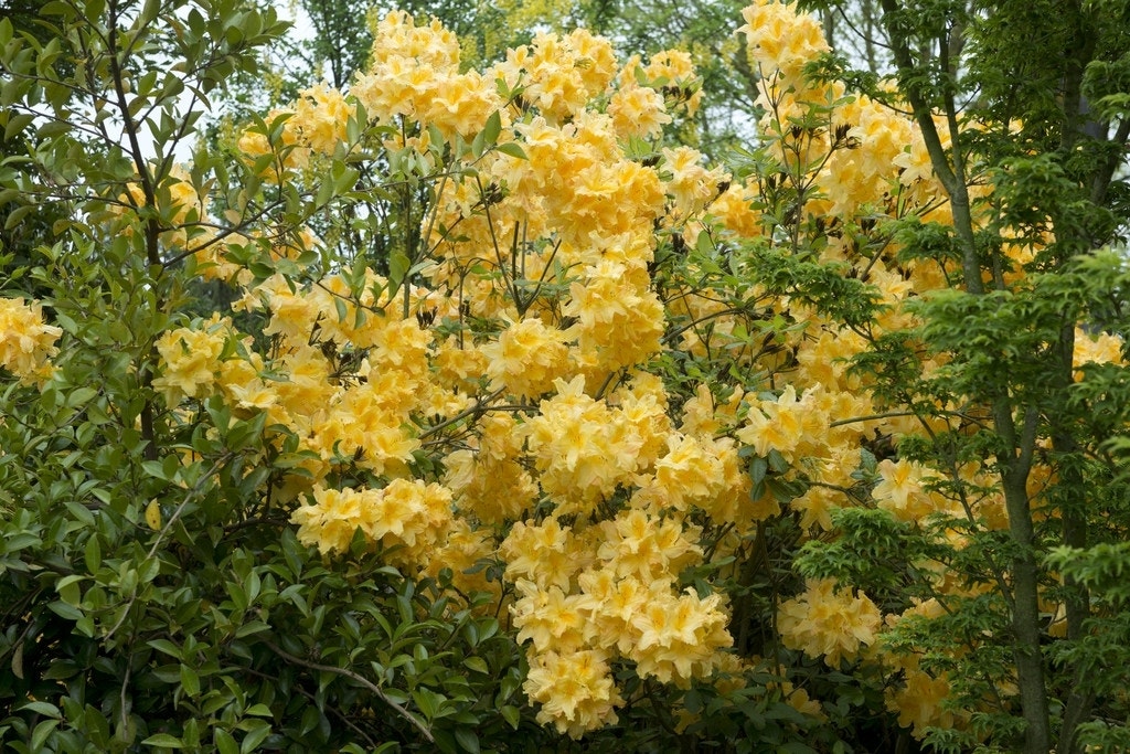 Azalea (Rhododendron 'Mollis' geel)