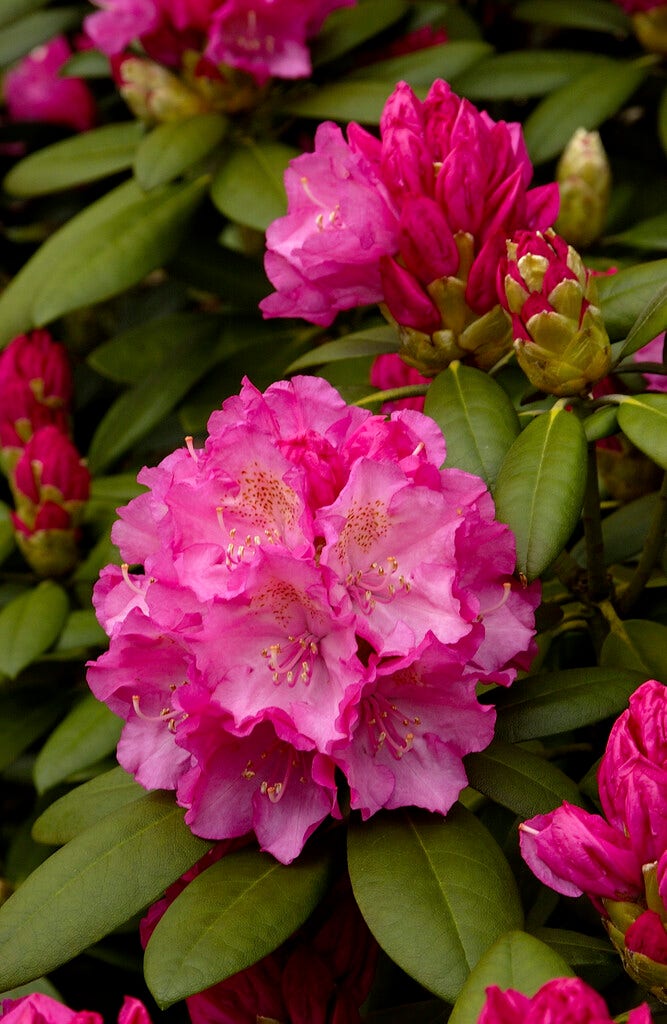 Dwergrhododendron (Rhododendron 'Polaris')