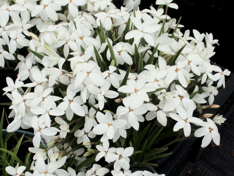 Sterretjesgras (Rhodoxis 'Fairy Snow')