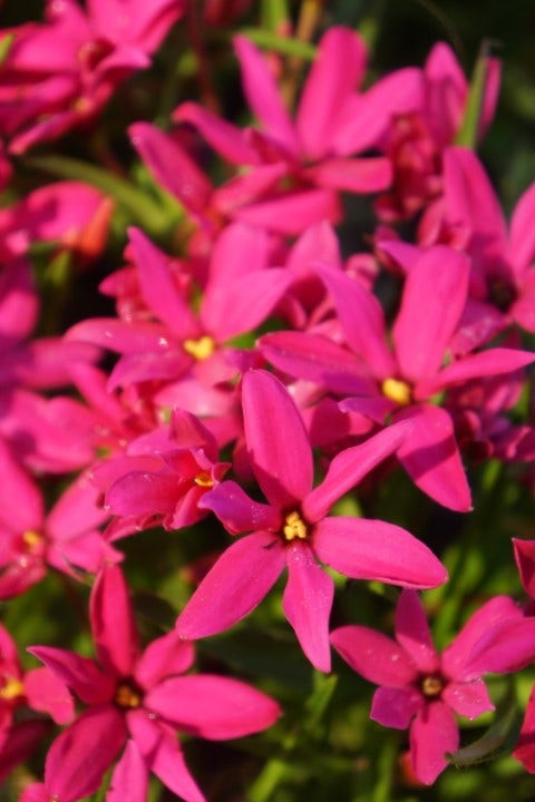 Sterretjesgras (Rhodoxis 'Fairy Tale')