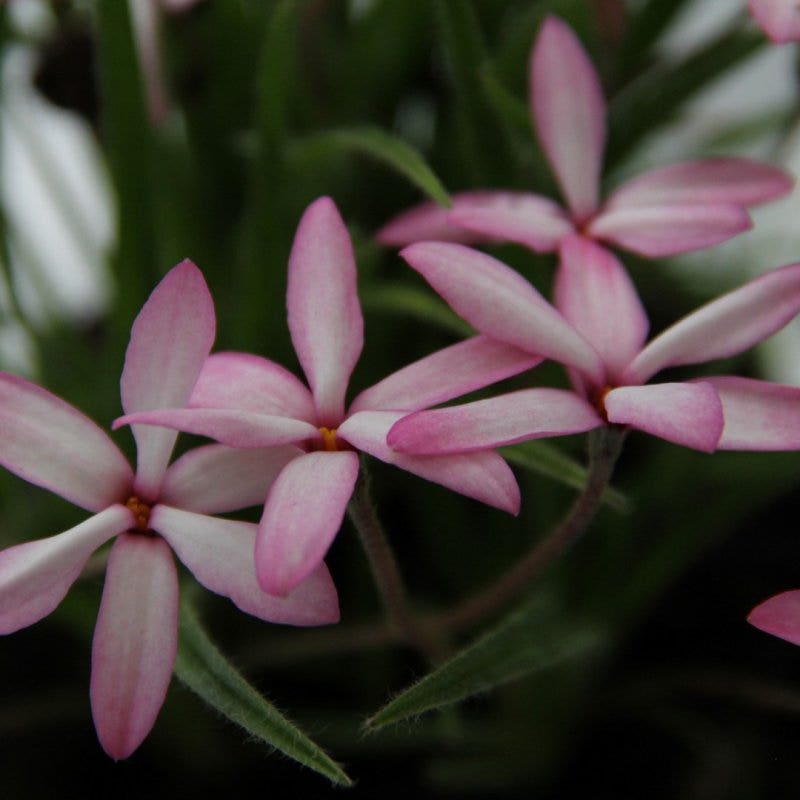 Sterretjesgras (Rhodoxis 'Fanny')