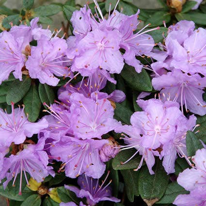 Dwergrhododendron (Rhododendron 'Ramapo')