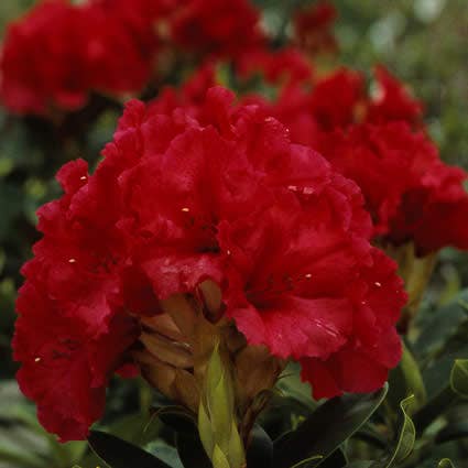 Rhododendron (Rhododendron 'Red Jack')