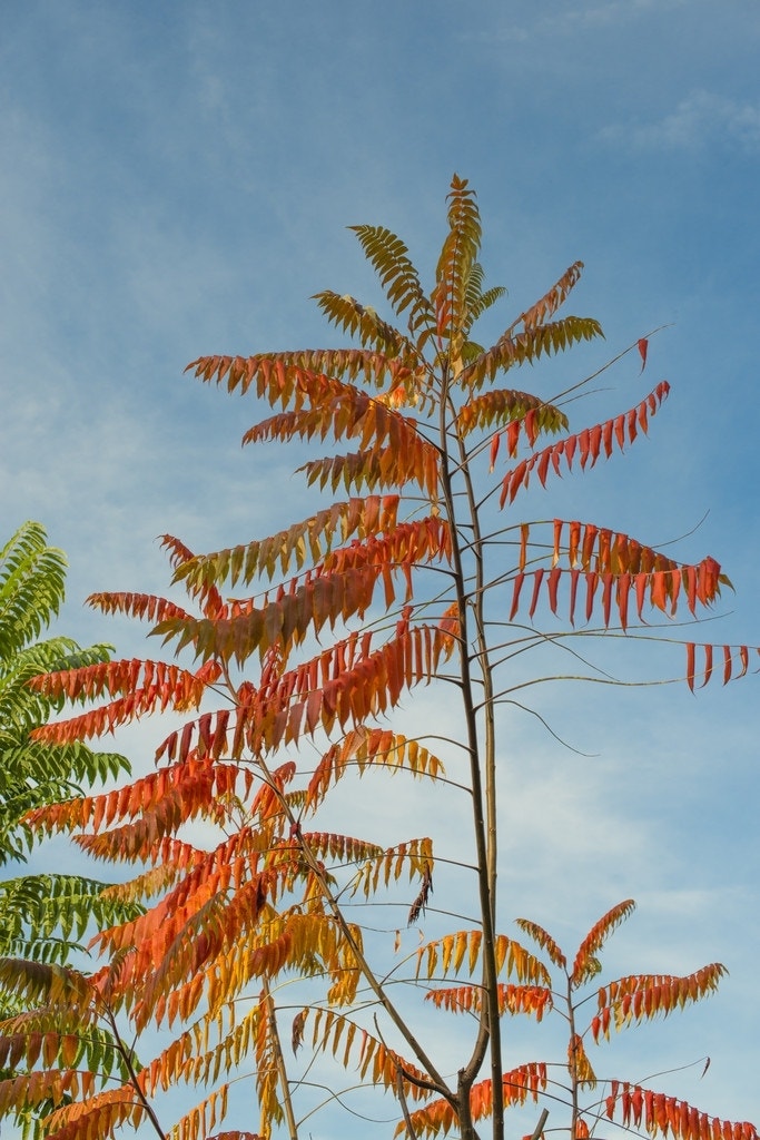 Fluweelboom (Rhus typhina)